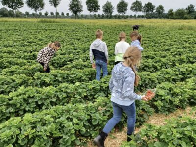 Die Klasse 3a beim Erdbeer Pflücken auf dem Hof Robert